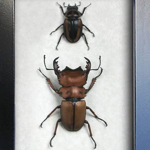 Lucanidae - Etsy