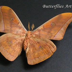 Large Oak Tasar Silk Moth Antheraea Helferi Real Framed Entomology Shadowbox