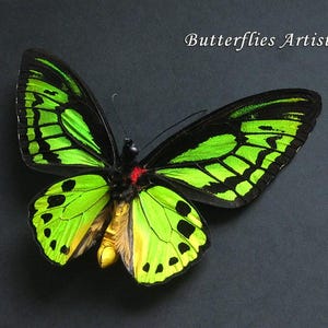 Birdwing Butterfly Ornithoptera Priamus Poseidon XL Framed Entomology Shadowbox