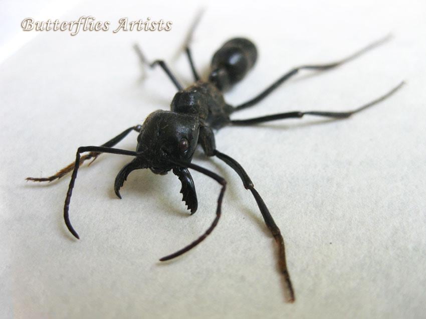 Real Bullet Ant – Paraponera clavata | Giant Amazon Ant in Shadowbox | Framed Entomology Specimen | Rare Taxidermy Insect