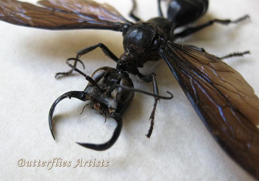 King Wasps Megalara Garuda VERY RARE Real Wasp Entomology Collectible Shadowbox