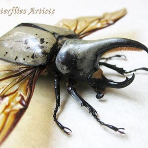 Western Hercules Dynastes Grantii Real Beetle Framed Entomology Shadowbox