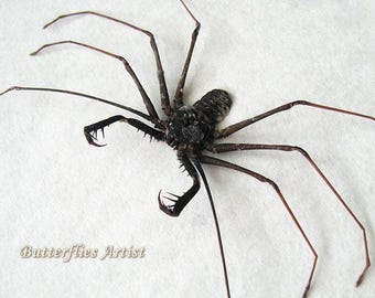 Grotspin staartloze zweep Schorpioen Acanthophrynus Coronatus XL Entomologie Shadowbox
