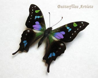Purple Spot Swallowtail Graphium Weiskei Real Butterfly Collectible Shadowbox