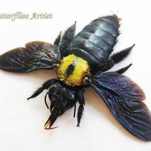 Yellow Spot Xylocopa Confusa Real Bumble Bee Entomology Collectible Shadowbox