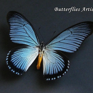 Mariposa africana gigante azul real Papilio Zalmoxis enmarcada en caja de sombras para entomología