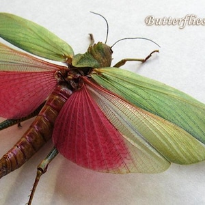 Large Pink Grasshopper Lophacris Cristata Real Locusts Framed Entomology Shadowbox