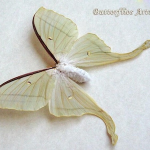 Indian Moon Moth Actias Selene XL Female Framed Entomology Collectible Shadowbox