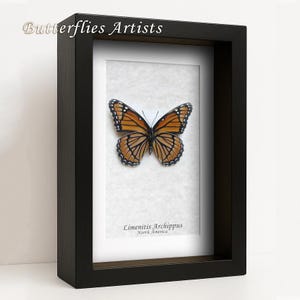 Real Viceroy Butterfly Limenitis Archippus Verso Framed Entomology Shadowbox