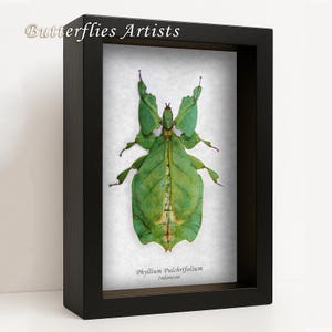 Echtes Wandelndes Blatt Phyllium Pulchrifolium Schaukasten zum Sammeln