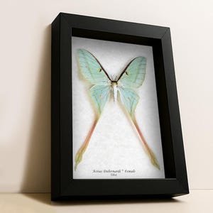 Rare Actias Dubernardi Female Real Chinese Moon Moth Framed Entomology Shadowbox