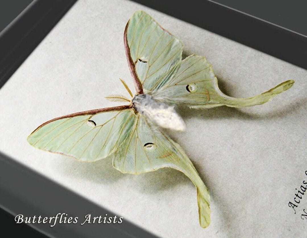 Real North American Moon Moth Actias Luna XL Female Framed Entomology ...