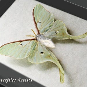 Real North American Moon Moth Actias Luna XL Female Framed Entomology Shadowbox
