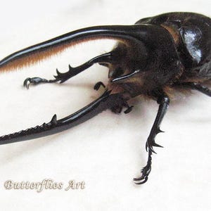 Huge Rhinoceros Dynastes Neptunus Rare Real Beetle Framed Entomology Shadowbox