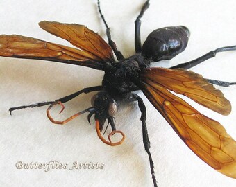 標本 Brazil Pepsis heros 111mm super big RARE (1) Tarantula Hawk Wasp Pepsis Heros Big Real Insect