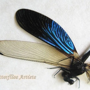 Libélula de la gloria del arroyo Neurobasis Chinensis Libélula del diablo Entomología enmarcada Shadowbox