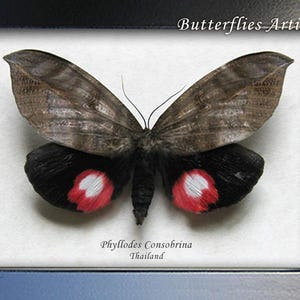 Giant Pink Noctuoid Phyllodes Consobrina Rare Moth Framed Entomology Shadowbox