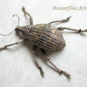 Glowing Weevil Rhinoscapha Striatopunctata Real Beetle Framed Entomology Shadowbox
