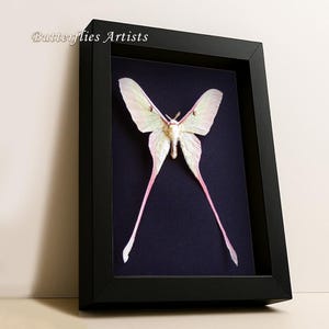 Real Pink Chinese Moon Moth Actias Dubernardi Rare Framed Entomology Shadowbox