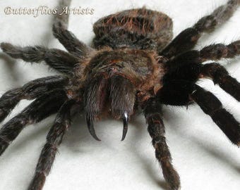Braziliaanse zwarte vogelspin Grammostola Pulchra Spider ingelijste entomologie Shadowbox