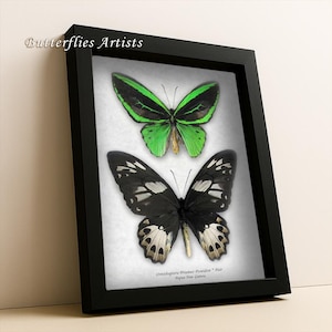 Emerald Birdwing Butterflies Ornithoptera Priamus Poseidon Pair Framed Shadowbox