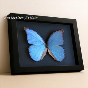 Blue Morpho Morpho Menelaus Asarpai XL  Real Butterfly Framed Entomology Shadowbox