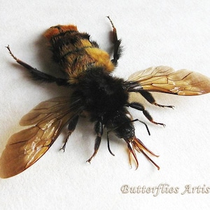 Giant Rufous Bumblebee Bombus Species Real Framed Entomology Shadowbox