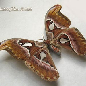 Snake Head Attacus Atlas Female XL Real Moth Framed Entomology Shadowbox