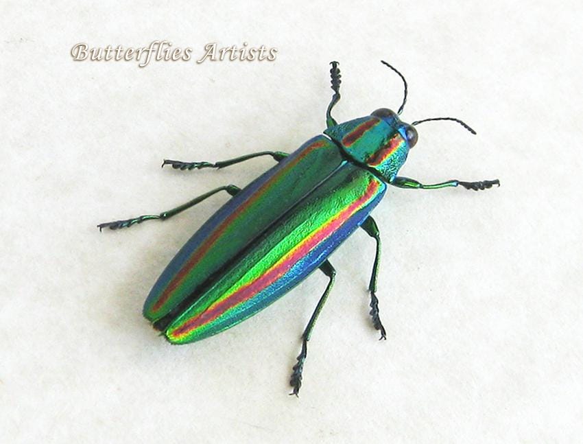 日本のタマムシ Chrysochroa Fulgidissima 実物大フレーム昆虫学