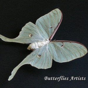 North American Moon Moth Actias Luna XL Female Real Framed Entomology Shadowbox
