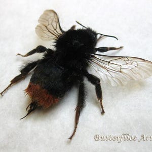 Real Bumble Bee Red Tailed Bombus Lapidarius Entomology Collectible Shadowbox