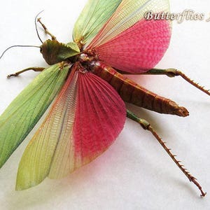 Giant Pink Grasshopper Lophacris Cristata XL Female Framed Entomology Shadowbox