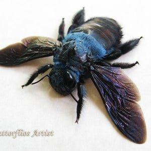 Xylocopa Caerulea Real Blue Bumble Bee Framed Entomology Collectible Shadowbox