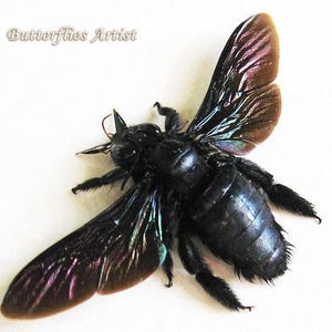 Xylocopa Latipes Rainbow Wings Real Carpenter Bee Entomology Collectible Display