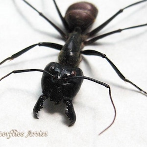 本物の巨大森アリの剥製 - Dinomyrmex gigas - Etsy 日本