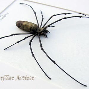 Real Golden Orb Weaver Spider Nephila Maculata Entomología Enmarcada Shadowbox