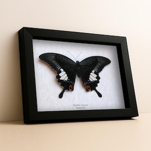 Rare Giant Swallowtail Papilio iswara Real Butterfly Framed Entomology Shadowbox