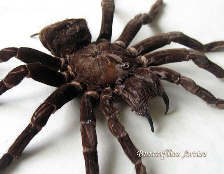 Reuzengoliath-vogel die tarantula eet Pamphobeteus Antinous Real Spider Entomologie