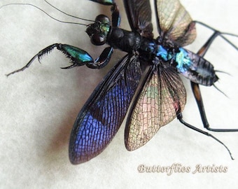 Praying Mantis Metallic Metallyticus Splendidus Rare Framed Entomology Shadowbox