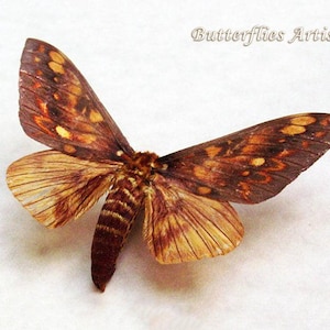 Real Saturn Moth Citheronia Andina Framed Entomology Collectible Shadowbox