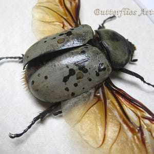 Dynastes Grantii Western Hercules Real Beetle Entomology Collectible Shadowbox