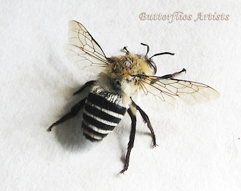Hairy-tailed Leafcutter Bee Megachile Species Real Framed Entomology Shadowbox