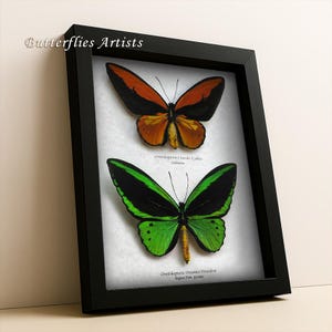 Birdwing Butterflies Emerald Golden Ornithoptera Croesus Lydius Priamus Poseidon Shadowbox