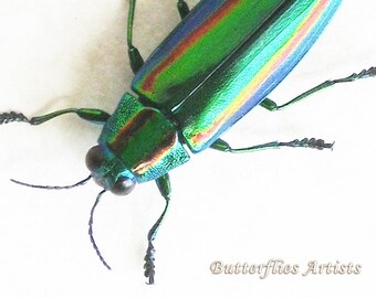 日本のタマムシ Chrysochroa Fulgidissima 実物大フレーム昆虫学
