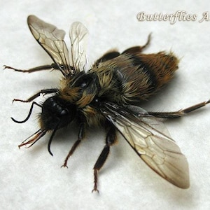 Bombus Fervidus Real Fiery Bumble Bee Framed Entomology Collectible Shadowbox