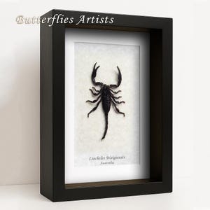 Liocheles Waigiensis Australian Rainforest Scorpion Framed Entomology Shadowbox