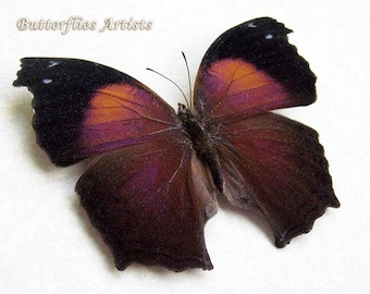 Lilac Beauty Salamis Cacta Real Butterfly Framed Entomology Collectible Shadowbox