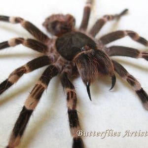 Giant White Knee Acanthoscurria Geniculata Real Tarantula Spider Entomology Display