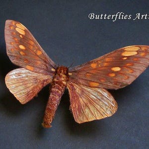 Real Saturn Moth Citheronia Beledonon Framed Entomology Collectible Shadowbox
