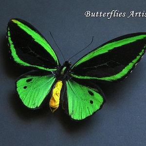 Ornithoptera Priamus Poseidon XL Birdwing Butterfly  Framed Entomology Shadowbox